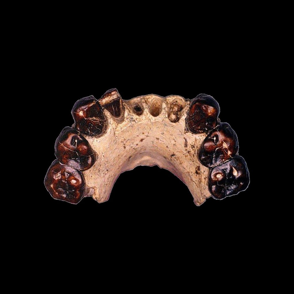 Mandibule d’Australopithecus bahrelghazali (hominidé), Pliocène (3 Ma), Koro Toro (Tchad)