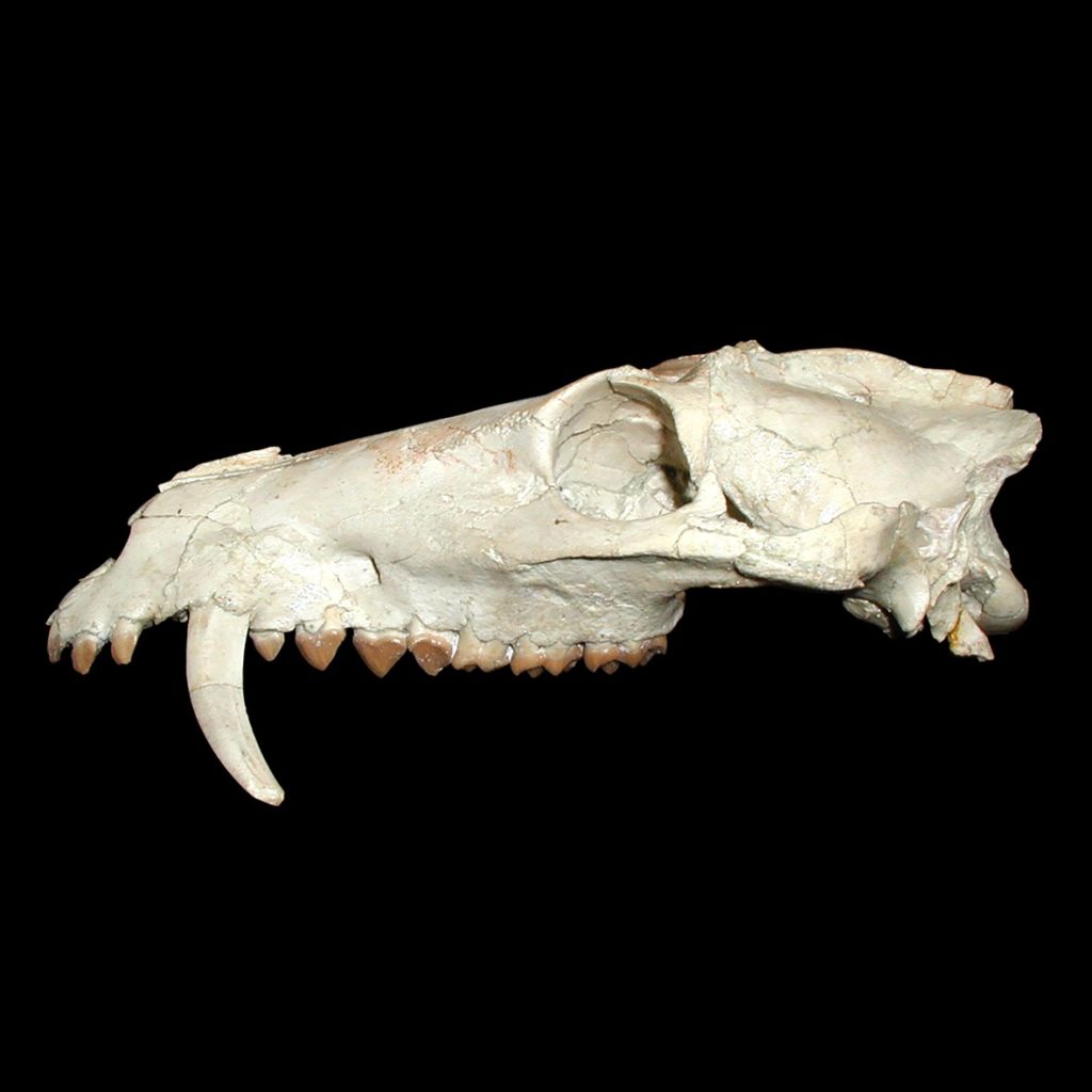 Crâne de Microbunodon minimum (anthracothère cétartiodactyle), Oligocène récent (24 Ma), La Milloque (Lot-et-Garonne)