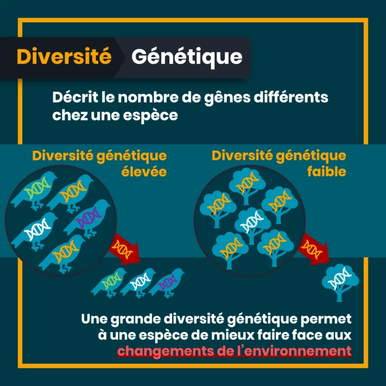 definition_biodiversite_7_genetique.png